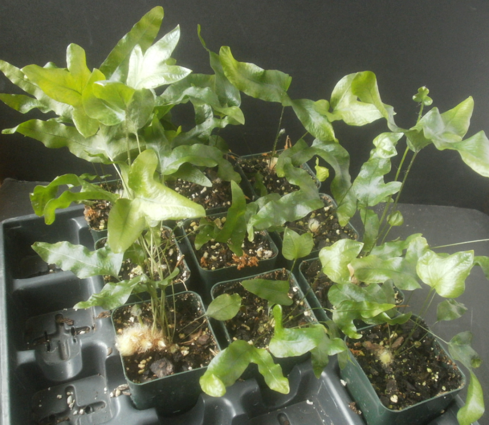 如何提高油管播放量?掌握这几个技巧,助你轻松突破流量瓶颈!