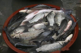 今日头条怎么领投票，简单步骤轻松上手