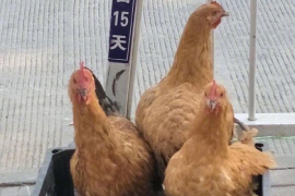 快手短视频如何挂车，轻松实现盈利梦想