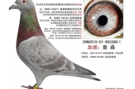 抖音鸽子在哪里？探索新潮社交趋势的背后