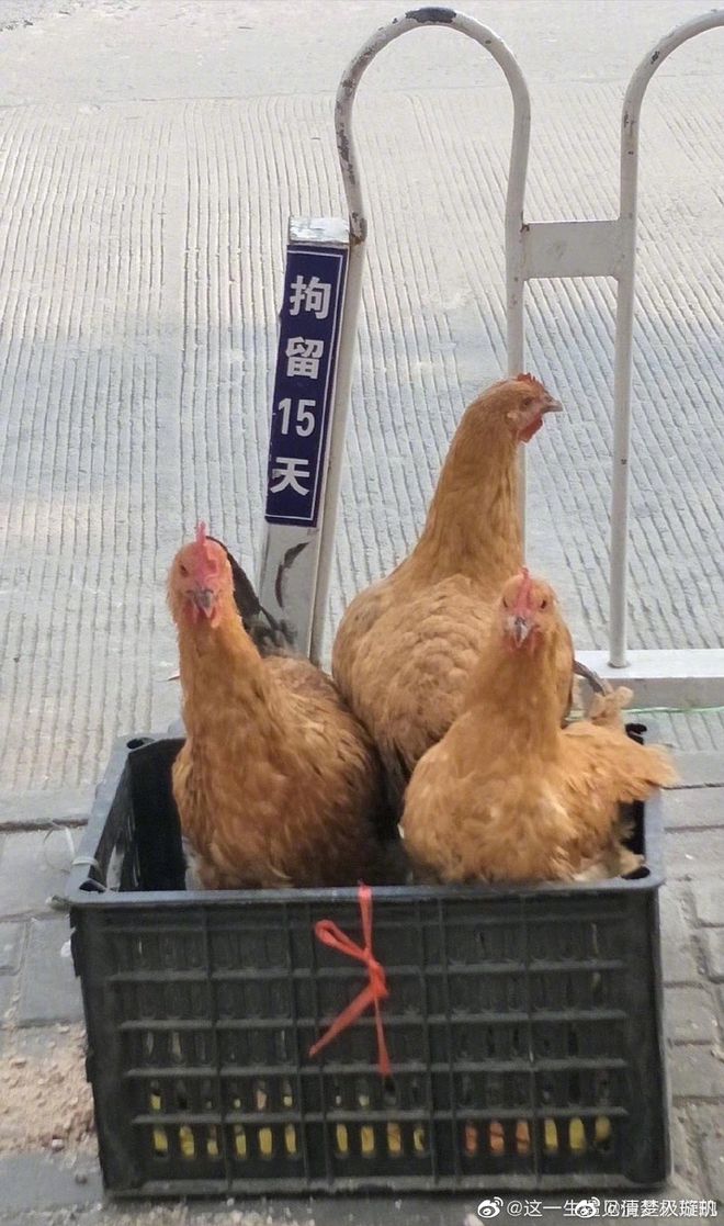 快手短视频如何挂车，轻松实现盈利梦想