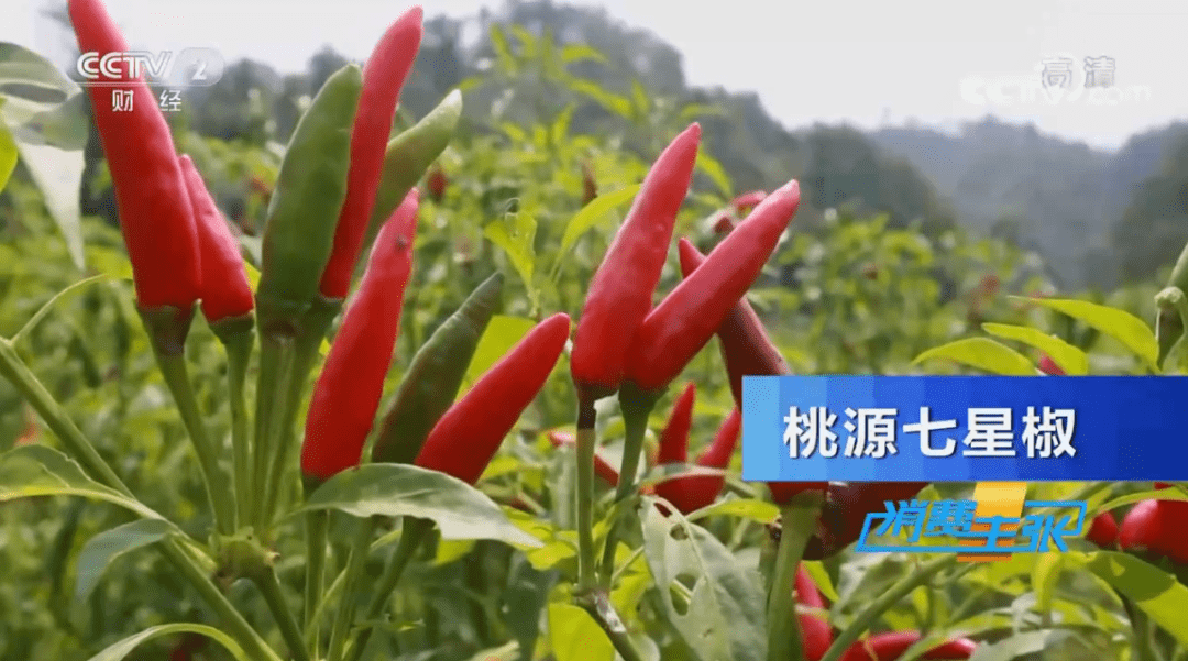 头条怎么刷播放量?掌握这些技巧,让你的视频更火!