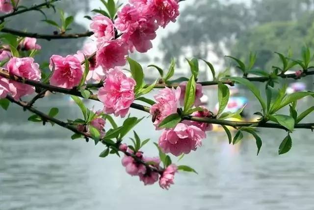 抖音花海去哪里抽?揭开神秘花海的浪漫面纱!