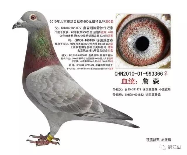 抖音鸽子在哪里?探索新潮社交趋势的背后