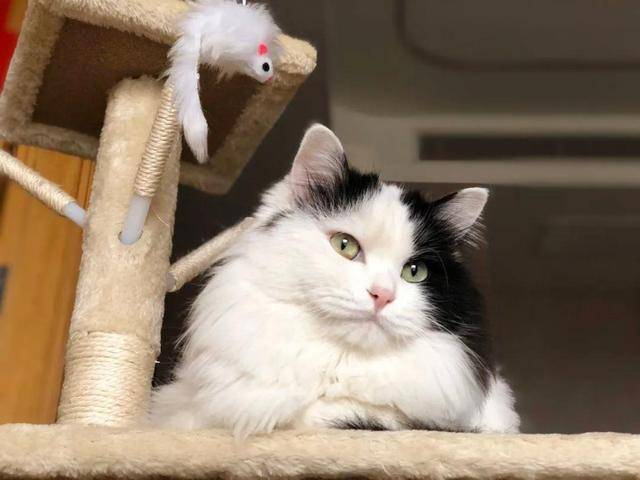 拍猫涨一千粉丝要多久？揭秘猫咪社交媒体红人的成长之路