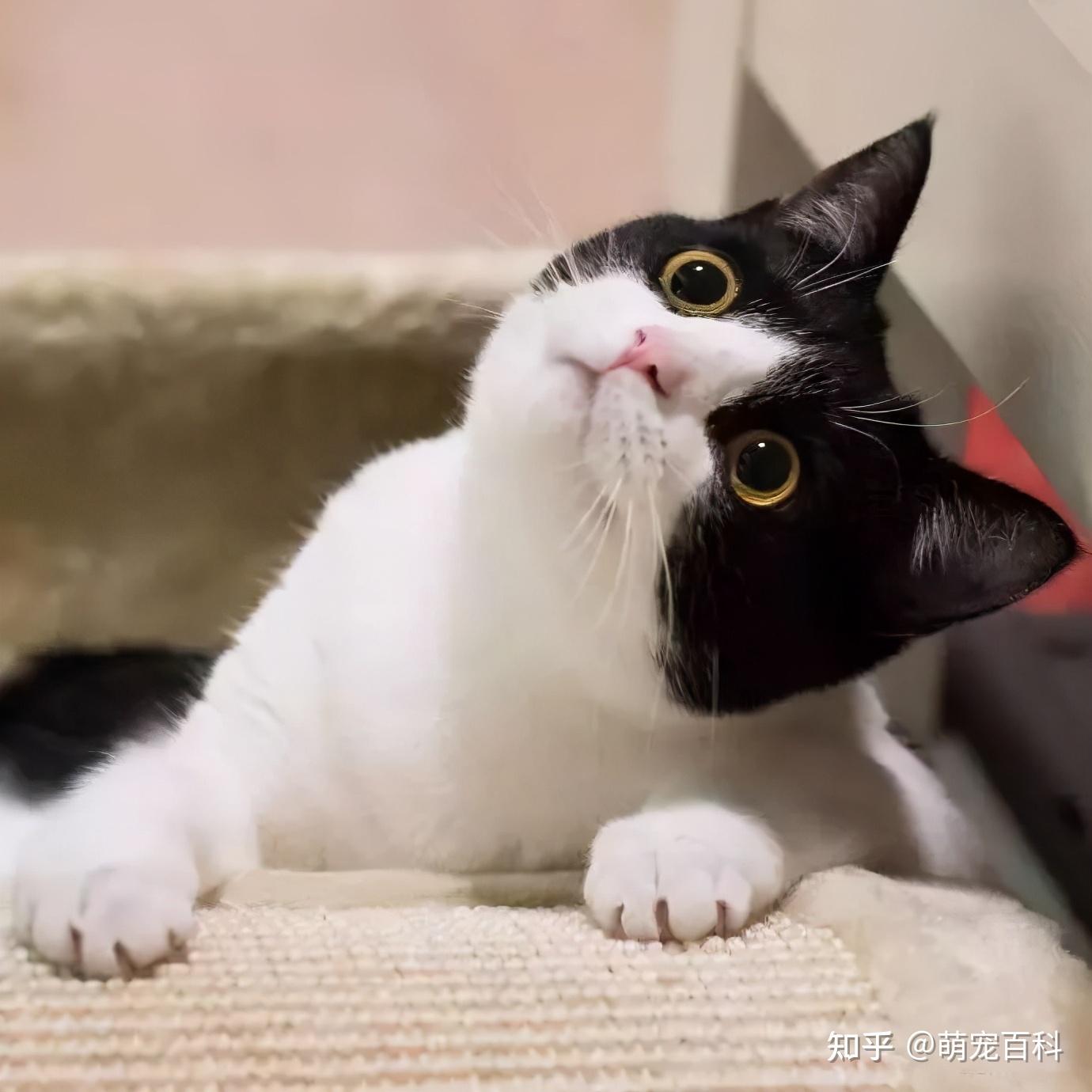 拍猫涨一千粉丝要多久？揭秘猫咪社交媒体红人的成长之路